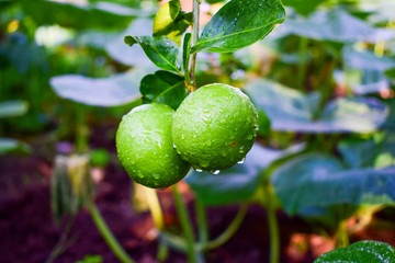 lemons on the tree