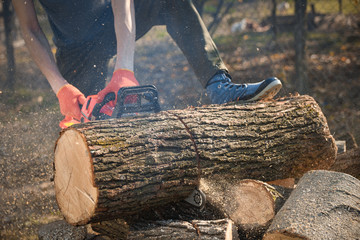 Poster - Chainsaw that stands on a heap of firewood in the yard on a beautiful background of green grass and forest. Cutting wood with a motor tester