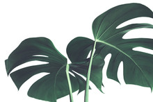 Selective Focus Of Monstera Leaves (leaf) On White Color For Decorating Composition Design Background