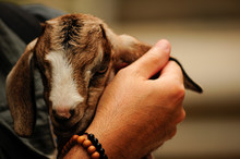 Hand Stroking A Baby Goat