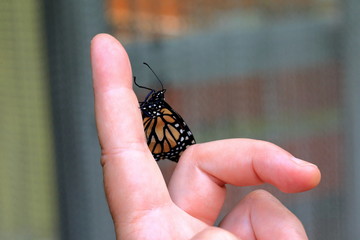 Wall Mural - butterfly on a human finger