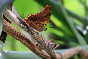 Sticker - Butterfly brown on branch