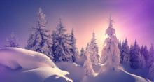 Fantastic Winter Landscape. Majestic Sunset In The Winter Forest In Alps. Sunlight Sparkling In The Snow. Scenic Image Of Fairy-tale Woodland In Sunlit During Pink Sunset. Christmas Background