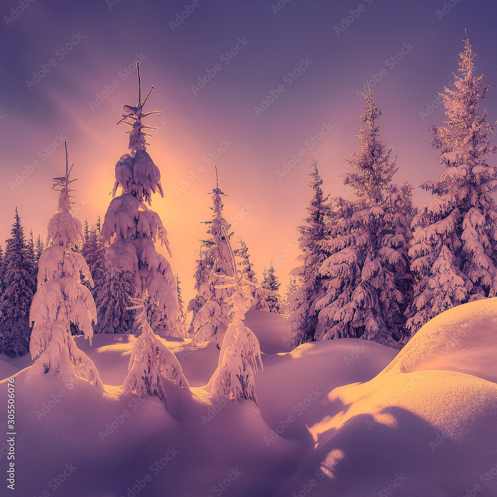 Amazing Winter Trees Scenery