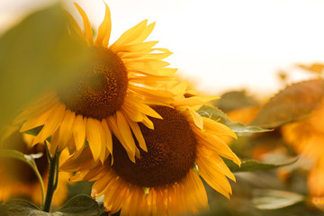 Sunflower field. Sunflower natural background. Sunflower blooming. Close-up of sunflower.