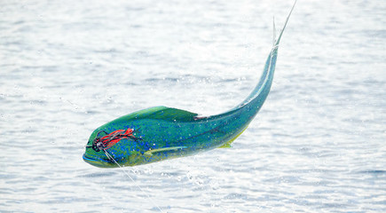 Wall Mural - closeup at mahi mahi fishing