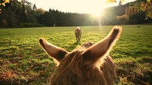 Two Silly Donkeys Roaming A Green Lush Pasture On A Fall Morning, Donkey Looks Closely Into The Camera