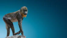 Banner With Portrait Of Young Colorful And Curious African Mandrill At Smooth Gradient Blue Background With Copy Space, Closeup, Details