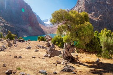 Fototapete - Mountain landscape with archa tree on shore of blue lake Greater Allo in Fann mountains on sunny bright summer day