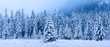Winter landscape. Panoramic winter forest. Snowy Christmas trees in mountains. Frosty nature in mountain valley