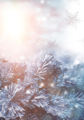 Winter abstract blue background with fir branches in the snow, bokeh, sunlight. Banner blue background.