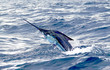 Blue marlin jumping, sport fishing in Costa Rica