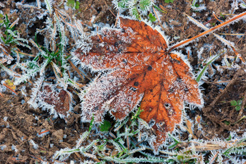 Wall Mural - alone maple leaf in hoarfrost