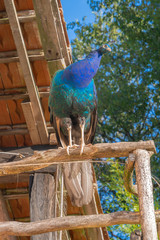 Wall Mural - Mélisey, France - 10 11 2019: The Baverey barns. A colorful peacock