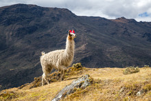 Llamas On The Trekking Route From Lares In The Andes.