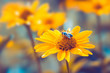 Yellow chamomile flower blossom with bee in summer