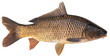 Freshwater fish isolated on white background closeup. The common carp  is a  fish in the carp family Cyprinidae, type species: Cyprinus carpio