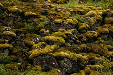 Botanical Landscape Of Green And Yellow Moss On Stones In Iceland