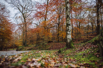 autumn in the park