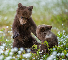 Brown Bear Cubs Playing In The Forest. Bear Cubs Stands On Its Hind Legs. Brown Bear ( Scientific Name: Ursus Arctos) Cubs Playing On The Swamp In The Forest. White Flowers On The Bog In The Summer