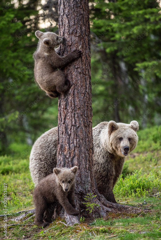 Brown bear cubs climbs a tree. She-bear and cubs in the summer forest ...