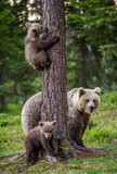 Fototapeta Zwierzęta - Brown bear cubs climbs a tree. She-bear and cubs in the summer forest. Brown bear. Scientific name: Ursus arctos. Summer season, natural habitat.