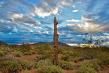 Fototapeta  - saguaro and clouds