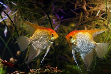 Wall Mural - aggressive angelfish males ready to fight, artificial aqua trade breed of wild Pterophyllum scalare cichlid in Koi coloration, popular ornamental fish from Amazon, nature planted aquascape