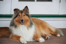 Our Beautiful Young Pedigree Rough Coated Black And Sable Collie Posing On The Deck