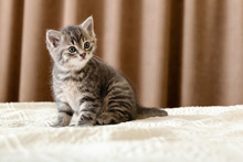 Cute Tabby Kitten Sitting On White Plaid At Home. Newborn Kitten, Baby Cat, Kid Animal And Cat Concept. Domestic Animal. Home Pet. Cozy Home Cat, Kitten. Copy Space.