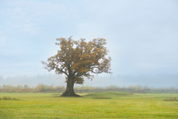 Wall Mural - Old oak tree on foggy morning in autumn