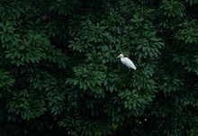 Closeup Of A White Cattle Egret Bird Among Green Leaves