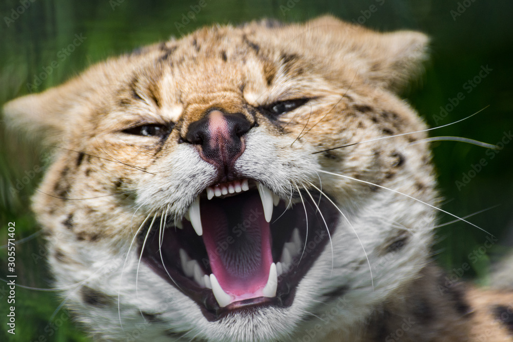 Krzyk dzikiego kota w ZOO - obrazy, fototapety, plakaty 