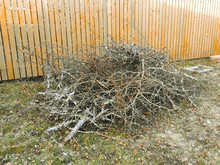 Cut Branches Of Trees Without Leaves Are Piled Up At A Fence In The Garden In Late Autumn For Disposal.