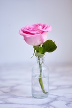 Closeup Shot Of A Pink Rose In A Small Glass Jar