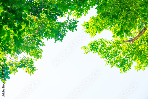 Fotografía Green tree flora leaf of Burma Padauk against sun light