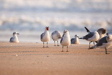 Seagulls On The Beach In Florida