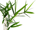 Fototapeta Sypialnia - Tree with green leaves. The name of the plant is Bambusoideae. Bamboo leaf on white background.