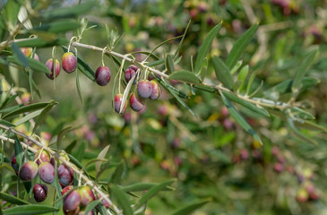 Wall Mural - Branch of an olive tree with unripe olives on a blurred background in the sunny day. Healthy food concept, natural eco-products, organic food. Roses, Catalonia, Spain.