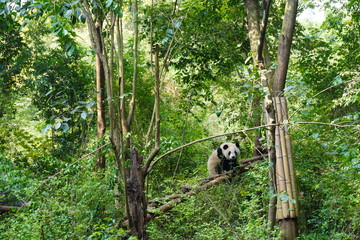 giant panda climbing up to the tree and having a peaceful moment there.the giant panda, also known a
