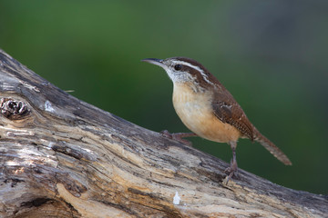 Wall Mural - Carolina wren backyard feeder home