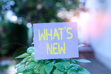 Wall Mural - Handwriting text What S Is New. Conceptual photo Asking about latest Updates Trends and Happening News Plain empty paper attached to a stick and placed in the green leafy plants