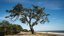 Large Oak Along Highway 90 In Mississippi. This Oak With Stood Katrina In 2005 And Still Stands Along The Gulf Coast. 