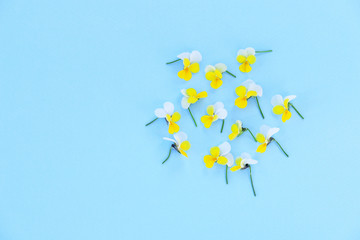 Fotomurales - Beautiful yellow viola flowers on pastel blue background. Flat lay, top view, copy space.