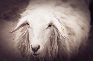 Sheeps in a meadow