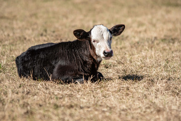 Black baldy calf lying down