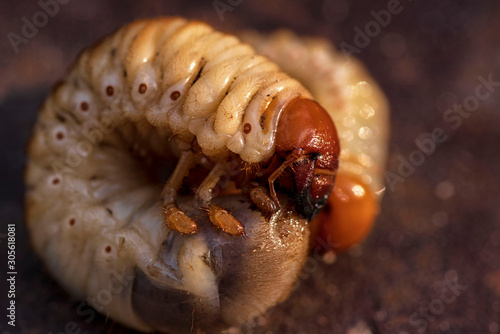 Fotografía Larvae of dung beetle close-up. May beetle larvae.
