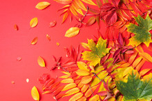 Creative Layout Of Colorful Autumn Leaves Over Red Background. Top View. Flat Lay. Autumn Concept. Season Pattern