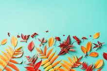 Creative Layout Of Colorful Autumn Leaves Over Blue Background. Top View. Flat Lay. Autumn Concept. Season Pattern