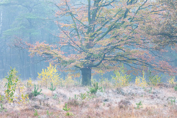 Wall Mural - beautiful yellow beech tree on foggy morning